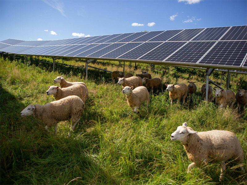 الطاقة الشمسية أوروبا 2024: التكنولوجيا الكهروضوئية الزراعية المبتكرة